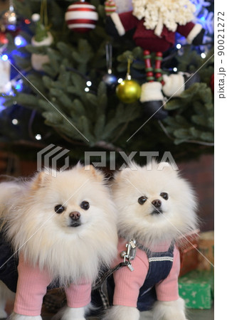 可愛い白いポメラニアンとクリスマスツリー 可愛い白いポメラニアンとクリスマスツリー 90021272