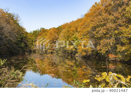 秋の国営武蔵丘陵森林公園 西田沼の風景 秋の国営武蔵丘陵森林公園 西田沼の風景 90021487