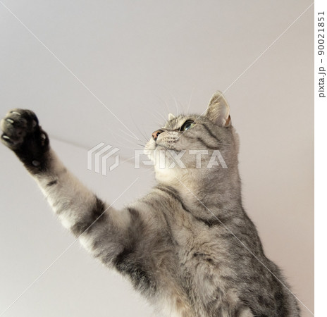 猫パンチ　サバトラ猫 90021851