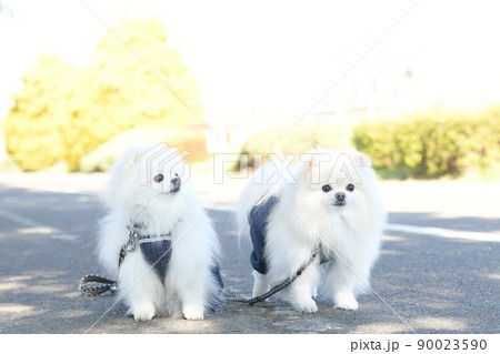 可愛い白いポメラニアン 可愛い白いポメラニアン 90023590