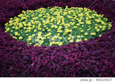 A bed of beautiful yellow marigolds 90024037