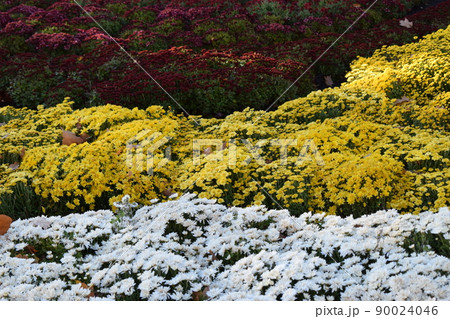 Flowerbed in garden with colorful chrysanthemum flower Flowerbed in garden with colorful chrysanthemum flower 90024046