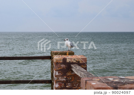 One seagull sits on a old sea pier. 90024097
