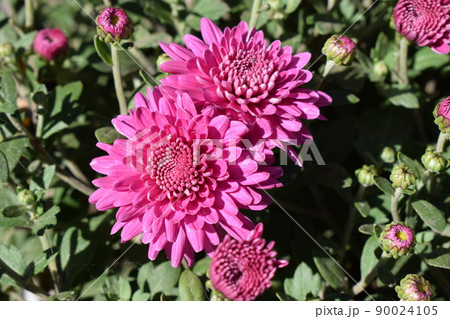 Chrysanthemum flowers close up. Pink Chrysanthemums. Floral background. Chrysanthemum flowers close up. Pink Chrysanthemums. Floral background. 90024105