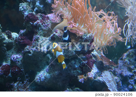 Ocellaris clownfish, Amphiprion ocellaris, also known as the false percula clownfish Ocellaris clownfish, Amphiprion ocellaris, also known as the false percula clownfish 90024106