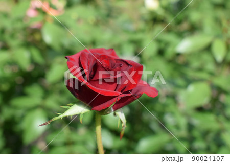 Red Rose on the Branch in the Garden. Blooming red rose Red Rose on the Branch in the Garden. Blooming red rose 90024107