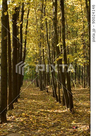 Path in autumn park with golden leaves on sunny weather 90024146