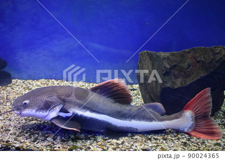 Redtail catfish (Phractocephalus hemioliopterus). Wild life animal. 90024365