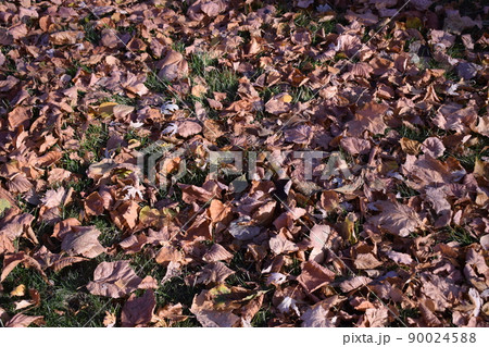 Autumn color change is season colorful, with red and yellow leaves alternates, beautiful nature background Autumn color change is season colorful, with red and yellow leaves alternates, beautiful nature background 90024588