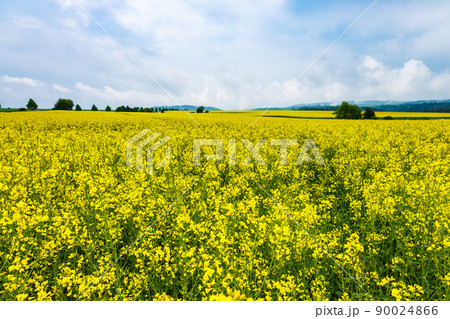 Yellow field of flowering rape and trees against a sky with clouds. Rapeseed fields panorama 90024866