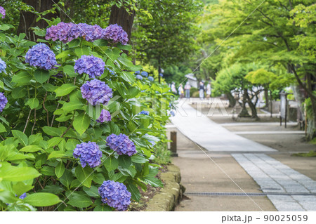 初夏の円覚寺　参道に咲く紫陽花【神奈川県・鎌倉市】 90025059