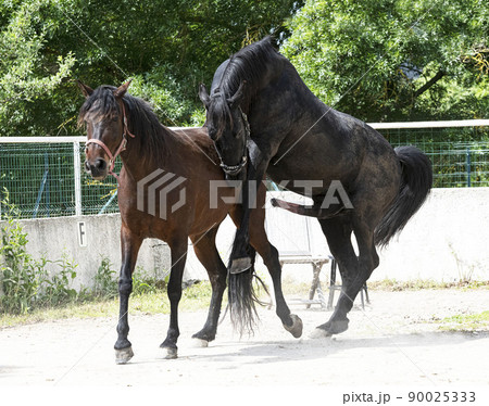 mating horse in nature mating horse in nature 90025333