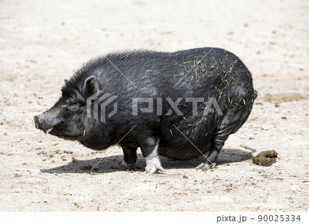 Vietnamese Pot-bellied defecate Vietnamese Pot-bellied defecate 90025334