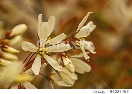 ジューンベリーの花 ジューンベリーの花 90025467