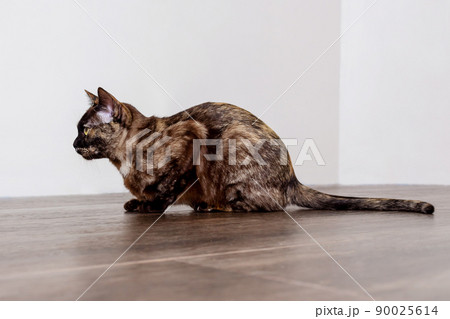 Burmese cat sitting on floor. Side view. 90025614