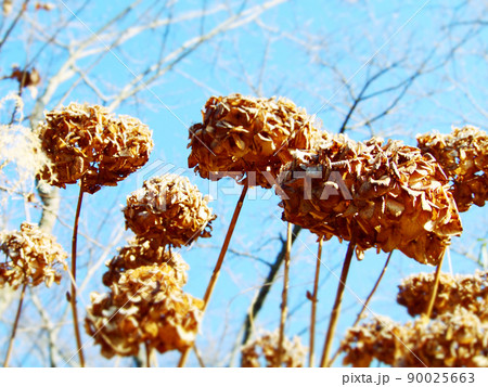 枯れ果てた紫陽花 90025663