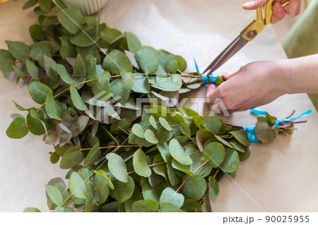 The person cuts off tulip bulbs with scissors. The concept of spring, tulips. Gardening at Home The person cuts off tulip bulbs with scissors. The concept of spring, tulips. Gardening at Home 90025955
