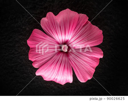 Top view of a flower on a black background. View from above. Top view of a flower on a black background. View from above. 90026625