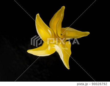 Studio shot of flower on a black background. Macro shoot. 90026792