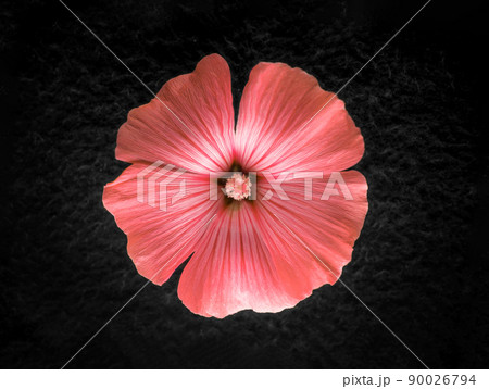 Delicate flower on a black background. Photo from above. 90026794