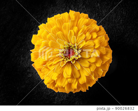 Close-up of flower on black background. View from above. Close-up of flower on black background. View from above. 90026832