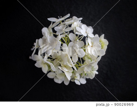 Studio shot of flower on a black background. Bright and beautiful flower. 90026969