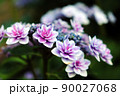 紫色のアジサイの花【アメニウタエバ】 90027068