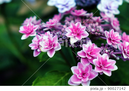 ピンク色のアジサイの花【アメニウタエバ】 90027142
