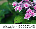 ピンク色のアジサイの花【アメニウタエバ】 90027143