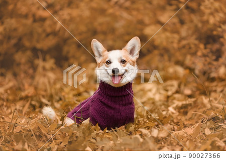 Portrait of smiling welsh corgi pembroke breed dog wearing knitted sweater in autumn 90027366