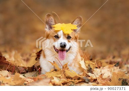 Happy dog of welsh corgi pembroke breed among fallen leaves in autumn 90027371
