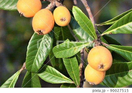 枇杷産地 90027515