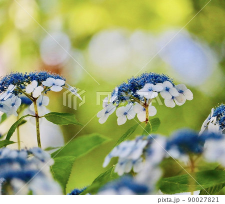 紫陽花 紫陽花 90027821