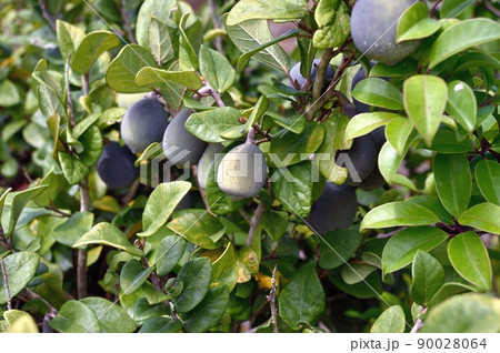 オオイタビ 90028064