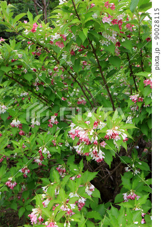 ハコネウツギ ハコネウツギ 90028115