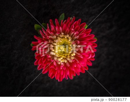 Studio shot of flower on black background. Flat lay, top view. Studio shot of flower on black background. Flat lay, top view. 90028177