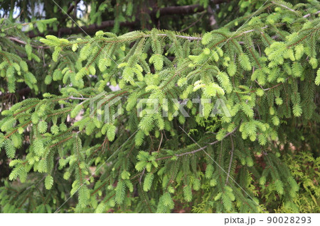 ドイツトウヒやオウシュウトウヒ(Picea abies）と呼ばれるクリスマスツリーの定番の針葉樹の葉 90028293