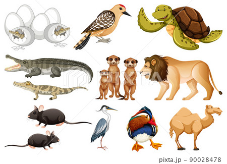 動物画集 ANIMALS イラスト集 動物画集 講談社の絵本 | 動物の本と雑貨 くまぐま