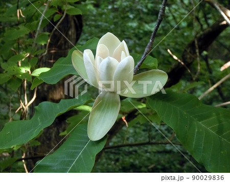 ホオノキ（秋田市太平寺庭・5/20） 90029836