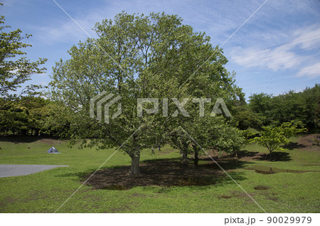 岸根公園　神奈川県横浜市港北区岸根町 90029979