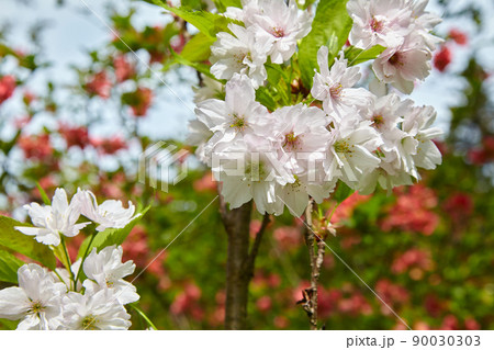 Cherry sakura flowers with rain dew drops against the backdrop of a blooming garden 90030303