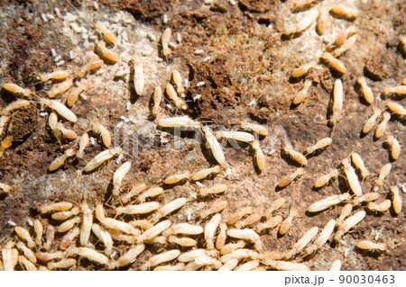 ヤマトシロアリ 90030463