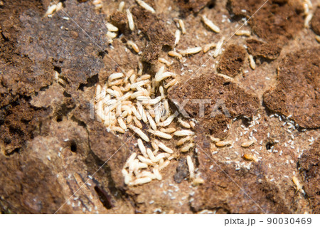 ヤマトシロアリ(中央に羽化直前の羽アリ) 90030469