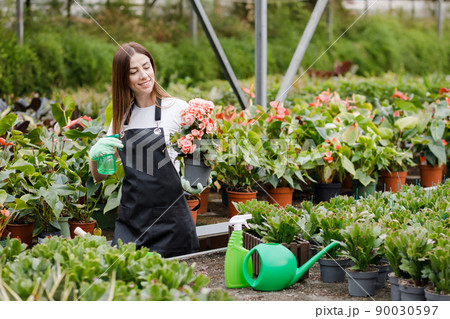 Young woman florist spraying water on houseplants in flower pots by sprayer. Closeup of female gardener sprinkles flowers using spray bottle. 90030597