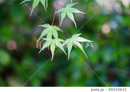 イロハモミジの若葉 90030632