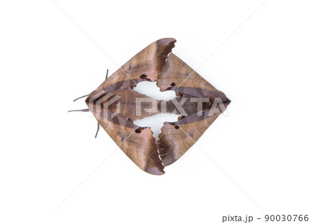 モモスズメ 90030766