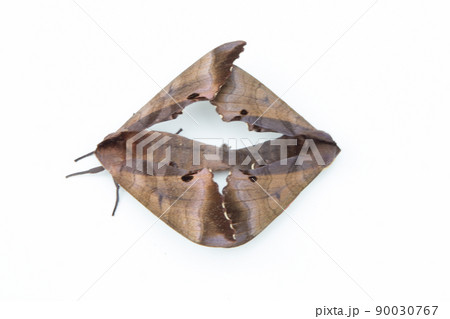 モモスズメ 90030767