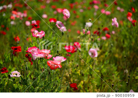 薄紙のようなケシの花 薄紙のようなケシの花 90030959