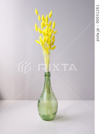 Glass vase of yellow hares tail grass Lagurus ovatus 90031261