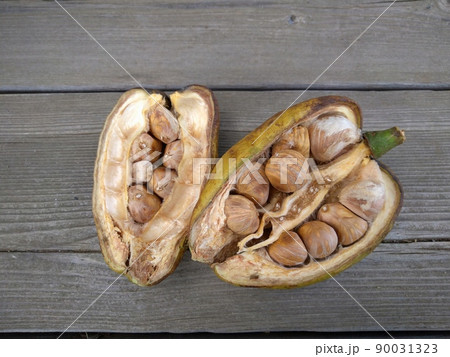 パキラの種 90031323